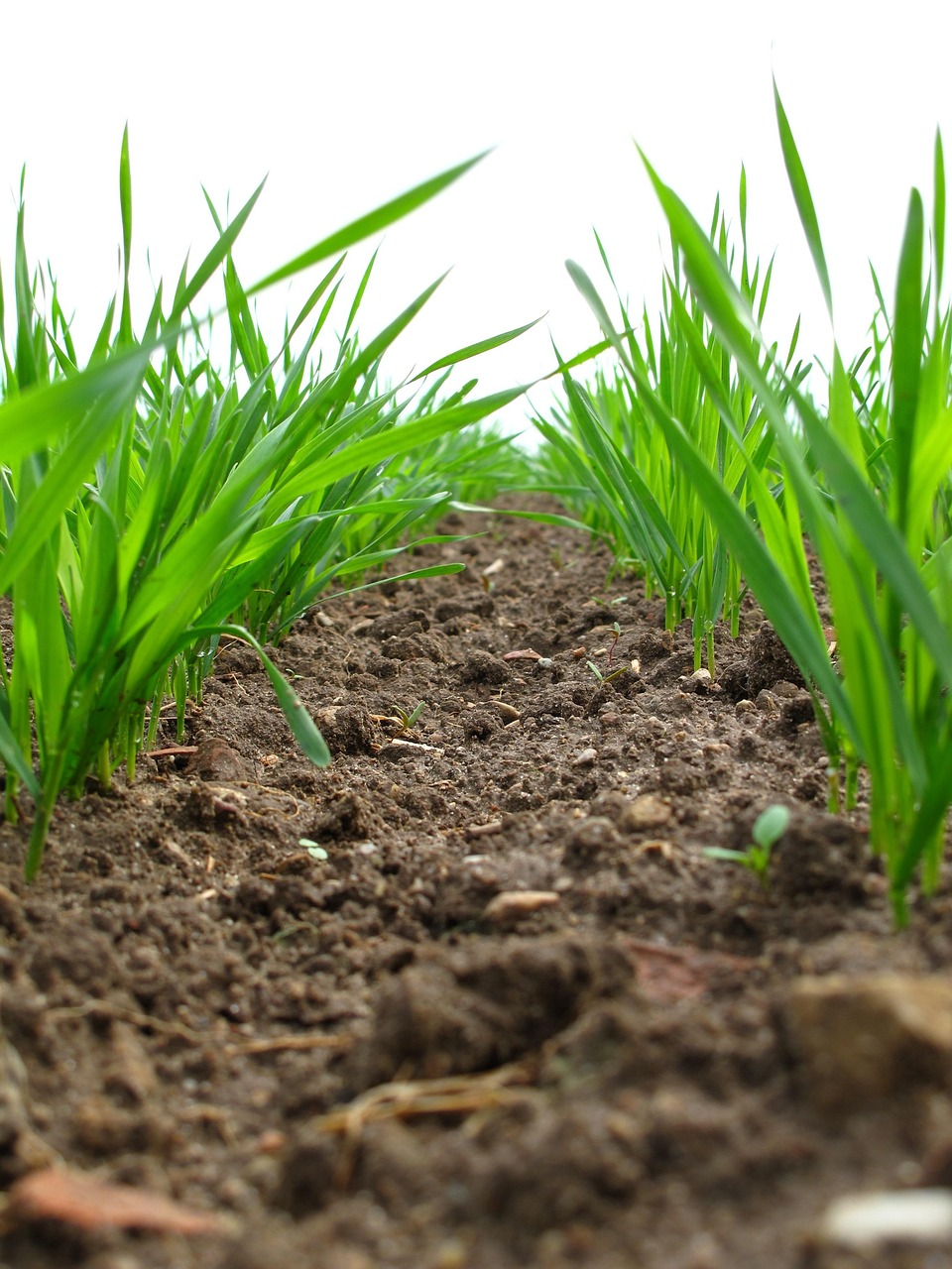 plants, field, agriculture, cultivation, plantation, crop, soil, farm, nature, closeup, soil, soil, soil, soil, soil
